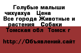 Голубые малыши чихуахуа › Цена ­ 25 000 - Все города Животные и растения » Собаки   . Томская обл.,Томск г.